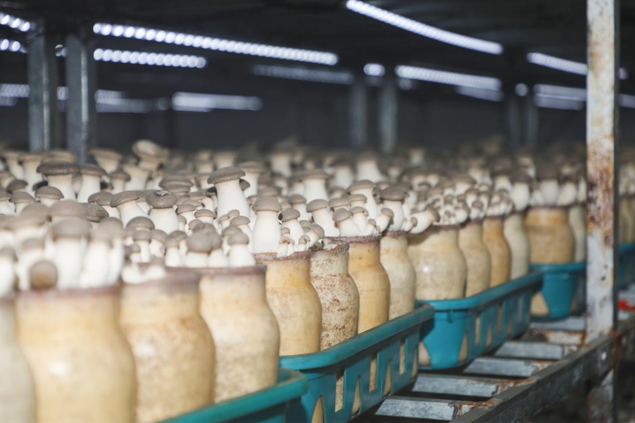 學以致用助力鄉村振興 西海岸新區網信新農人活動成果豐碩，藍莓酒香飄四方